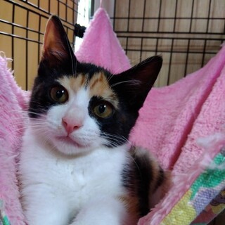 子猫。４兄弟お目目の周りが黒くてキュート（ラナ）