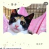 子猫。４兄弟お目目の周りが黒くてキュート（ラナ） サムネイル5