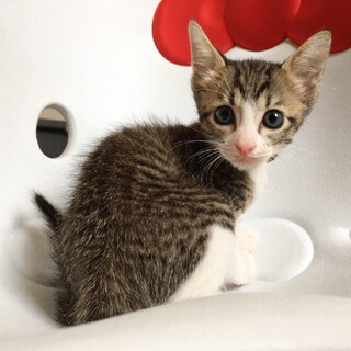 人気のキジシロの小柄女子♡きしな