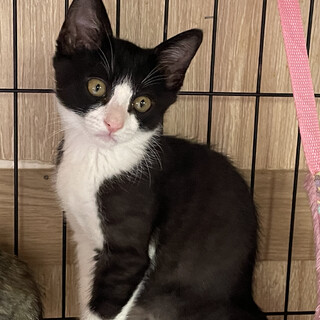 子猫。仲良し４兄妹（シルマ）