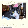 子猫。仲良し４兄妹（シルマ） サムネイル6