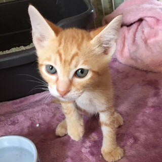 甘えん坊の茶トラ男の子★ちゃろ