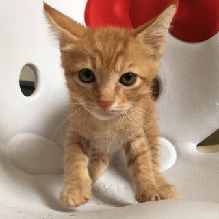 ボブ鍵尻尾茶トラ男子⭐️ちゃた