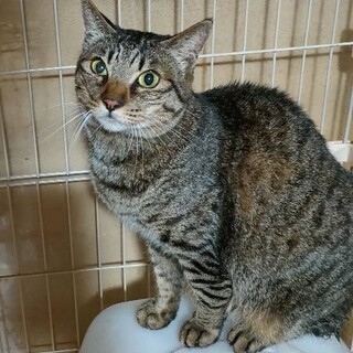 保健所からレスキュー♂キジ黒くん