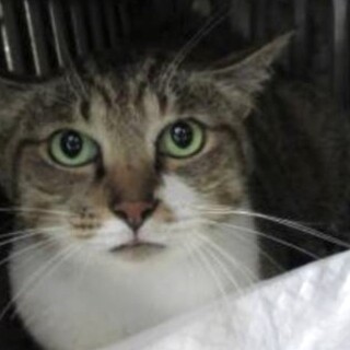 保健所からレスキュー♂黒キジくん