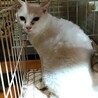 保健所からレスキュー♀白ちゃん サムネイル2