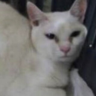 保健所からレスキュー♀白ちゃん