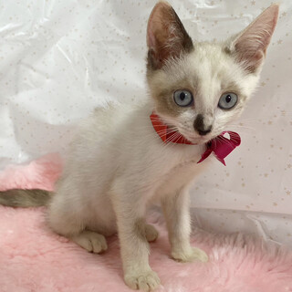 ブルーアイ♪甘えん坊のシャム子猫『リリィちゃん』