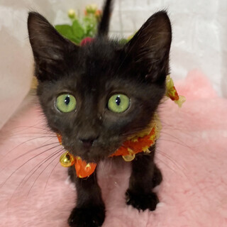 希少なブラックスモークタビー！甘えん坊『モック君』