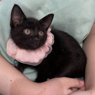 ゴロゴロ甘えんぼうガールそわり