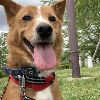 殺処分になりやすい中型の雑種犬ピーターに幸せを