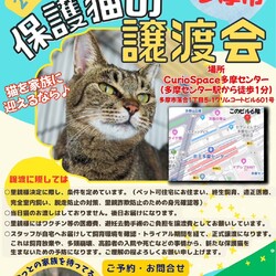 ◇猫の譲渡会◇in東京都多摩市◇ねこたま庵◇