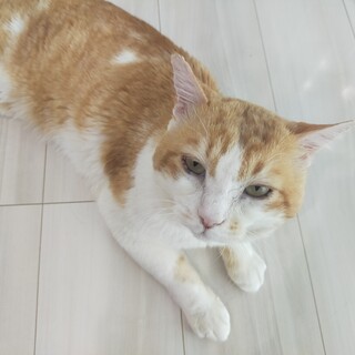 茶白の抱っこが好きな甘えん坊です。