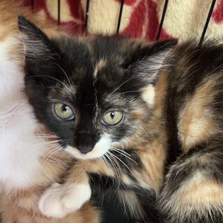 ダッ子ちゃん(伊江島の3兄妹) 2ヶ月の女の子です