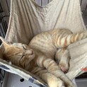 甘えんぼな茶トラ子猫くん！