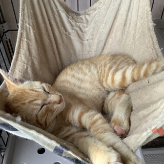 甘えんぼな茶トラ子猫くん！