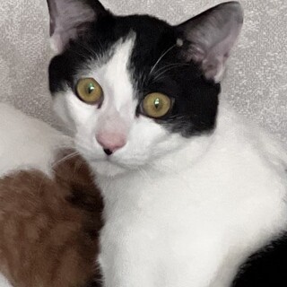 ７月１７日河内長野譲渡会参加猫ゴマ白黒♂