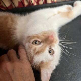 マーブル君(伊江島の3兄妹) 2ヶ月の男の子です