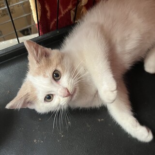 チャチャ君(伊江島の3兄妹) 2ヶ月の男の子です