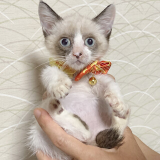 ブルーアイ♪シャムMIXのハチワレ『だんご君』