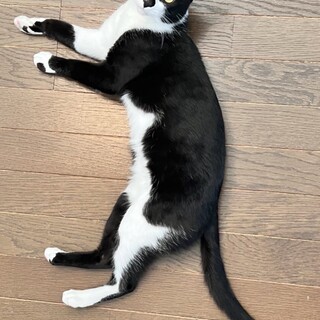 ７月１７日河内長野譲渡会参加猫まめ白黒♂