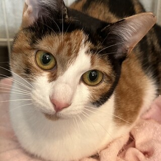 ７月１７日河内長野譲渡会参加猫みたらし♀三毛