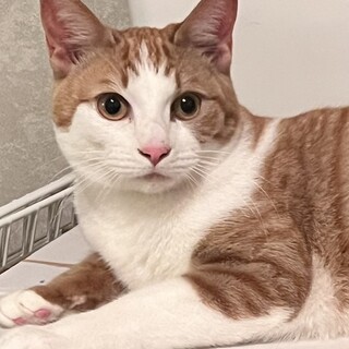 ７月１７日河内長野譲渡会参加猫きなこ♀茶白