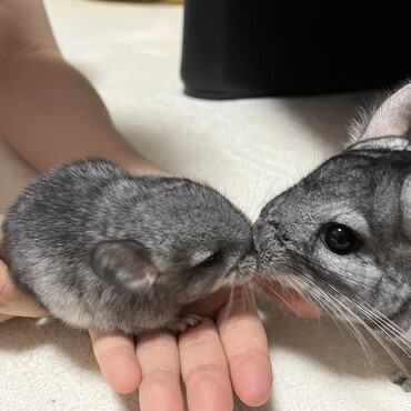お父さんの毛繕い(*'▽'*)