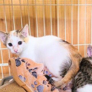 にゃんスぺとあお見合い会参加子猫