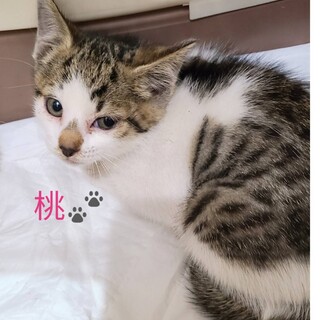 にゃんスぺとあお見合い会参加子猫