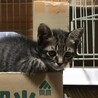 終生飼える方求む サムネイル4