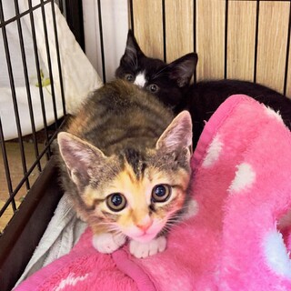 キレイな縞ミケのミラちゃん。仲良し４兄妹