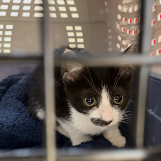 里親様決定！応募の皆様ありがとうございました！