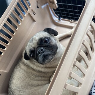 繁殖引退犬のパグ