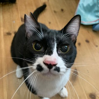 ７月１７日河内長野譲渡会参加猫ぷち白黒♂