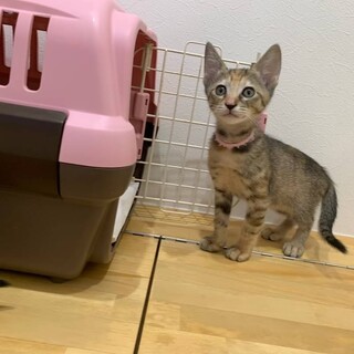 ７月１７日河内長野譲渡会参加猫ありす♀