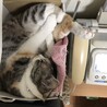 あいにうえた