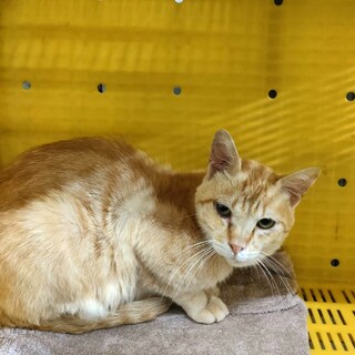 21日‼処分対象・飼主持込♂命を繋ぎたい①