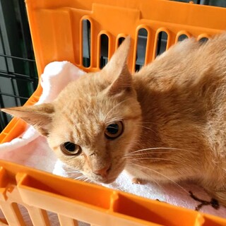 21日‼処分対象・飼主持込♂命を繋ぎたい②