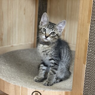 【２ヶ月♂】小柄なキジトラ　ロロくん