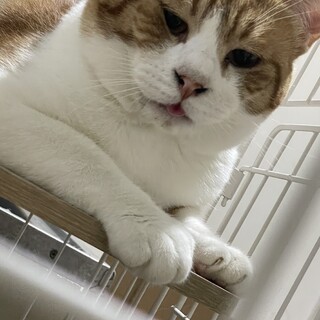 元気いっぱいな猫ちゃんの里親さん募集！