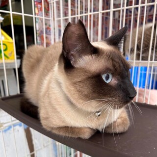 ブルーアイのシャム系猫、元気でやんちゃな風太君！