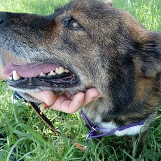 元気いっぱい人間大好きな男の子「アニー」