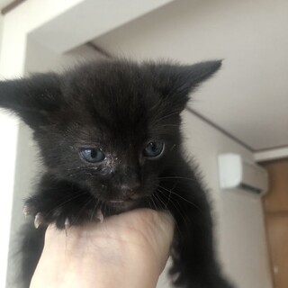 ヨチヨチ歩きが可愛い 黒子猫 ベガくん