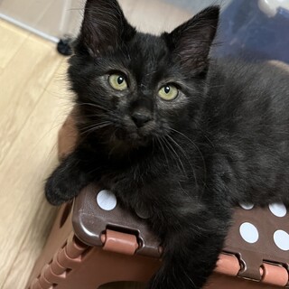 募集停止　イケニャン男子★つな