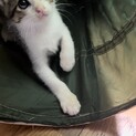 タレ目の2ヶ月ちょいのサバ柄ハチワレの男の子