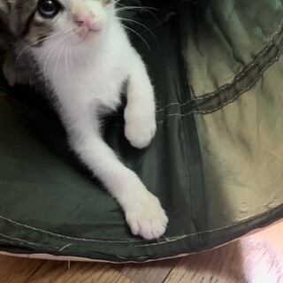 タレ目の2ヶ月ちょいのサバ柄ハチワレの男の子