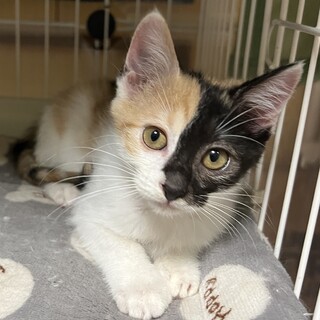 募集停止★人懐っこミケ女子たらこ