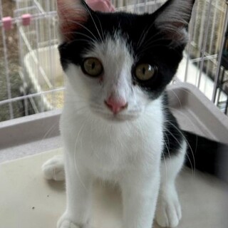 毛並みの綺麗な、ハチワレのゆめ君！