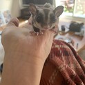 フクロモモンガ里親さん募集してます